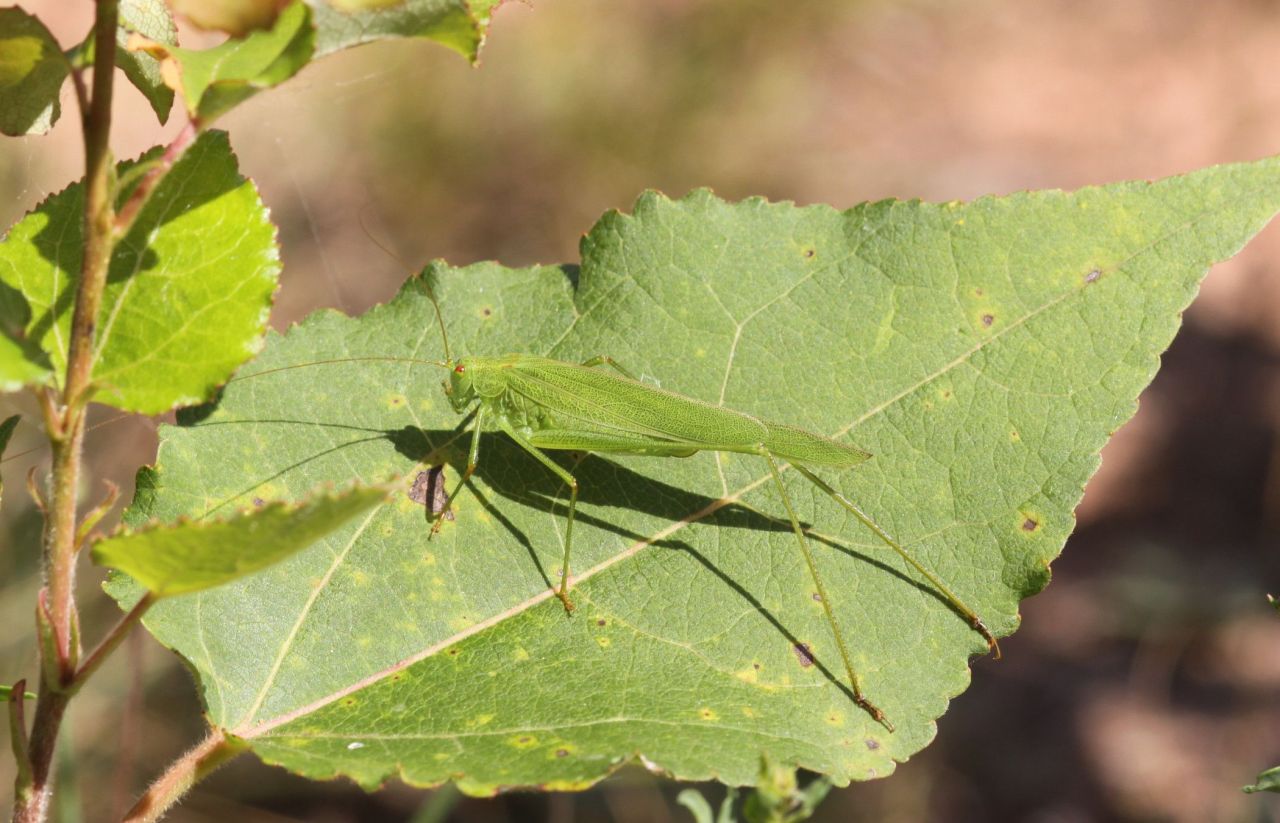 f0746b88b9204c1ab930793a.jpg - (Freyming-Merlebach (Frankreich), Sandgrube; 10.08.2013, M.ESträtling)