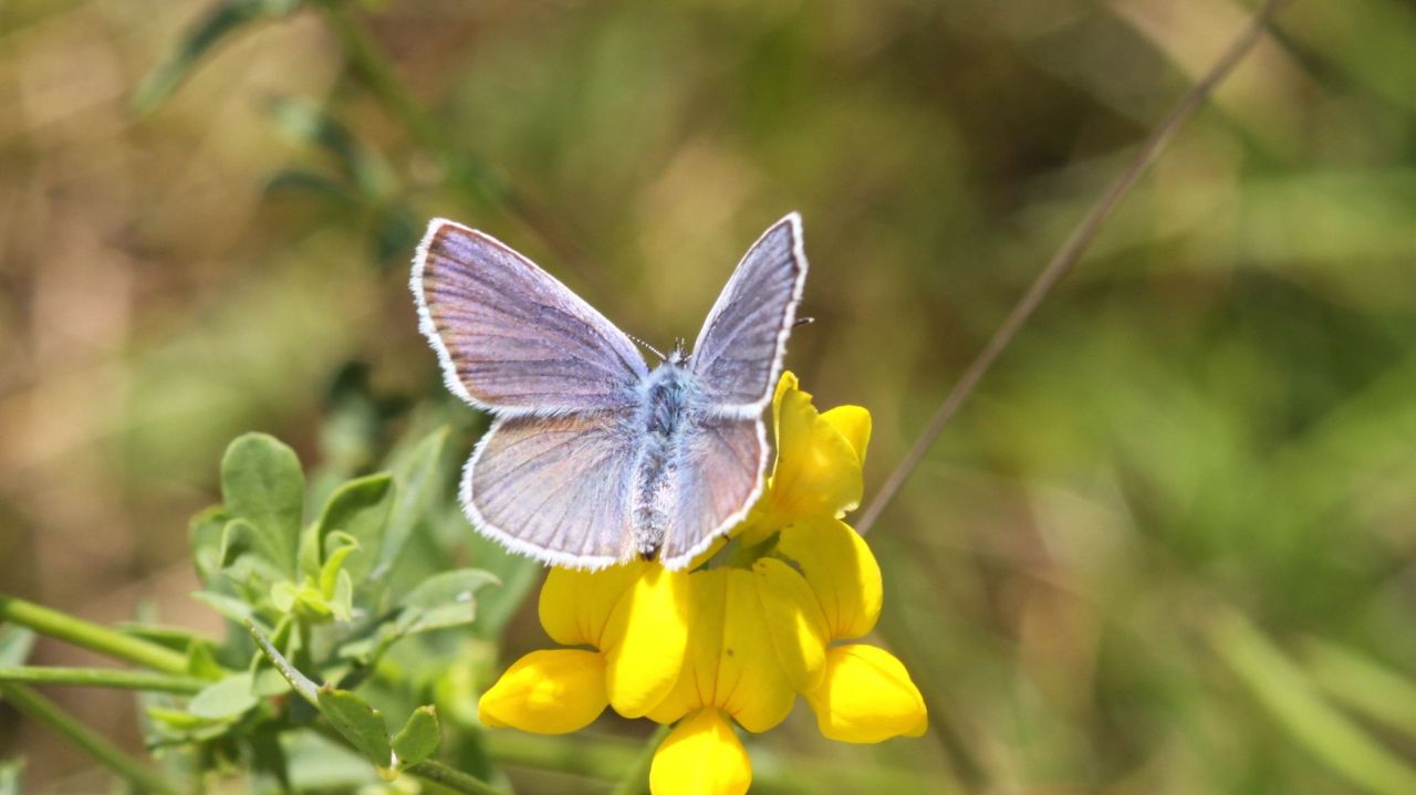 919dfa5adabdffe66cad23df.jpg - Plebejus idas (Freyming-Merlebach (Frankreich), Sandgrube; 10.08.2013, M.ESträtling)