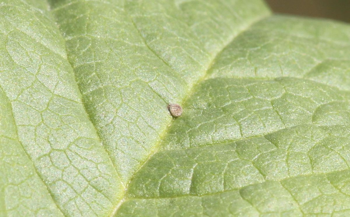 203228581268f22b3592dacd.jpg - Carcharodus alceae (Großrosseln (Deutschland), Emmersweiler; 14.08.2013, M.E.Strätling)