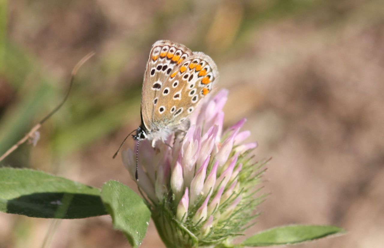 0b585dbb407a57edd87be6b2.jpg - Polyomatus icarus beim Eiablageversuch an Trifolium pratense