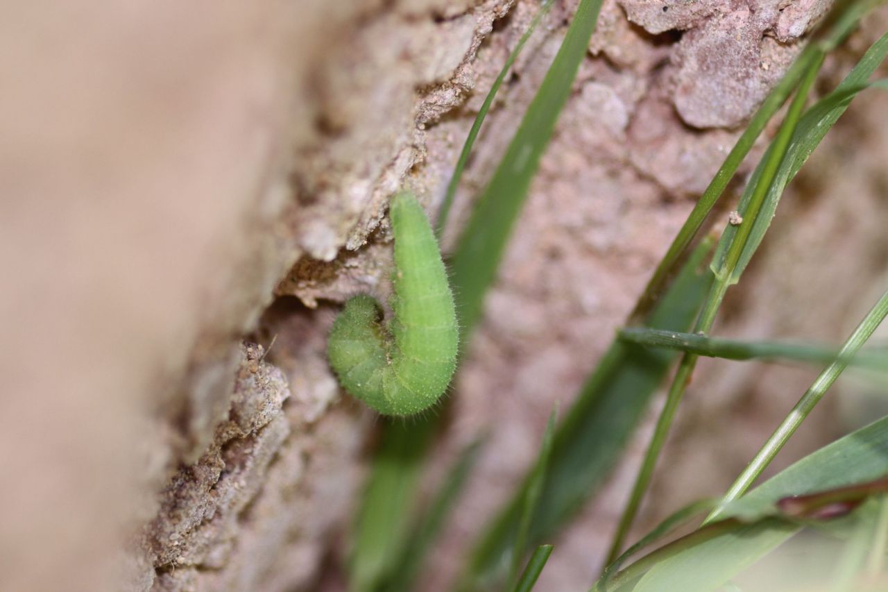 e01ba8b6a02e6f0cb189ef5b.jpg - Lasiomata maera: Eine Raupe hatte sich zum verpuppen aufgehängt