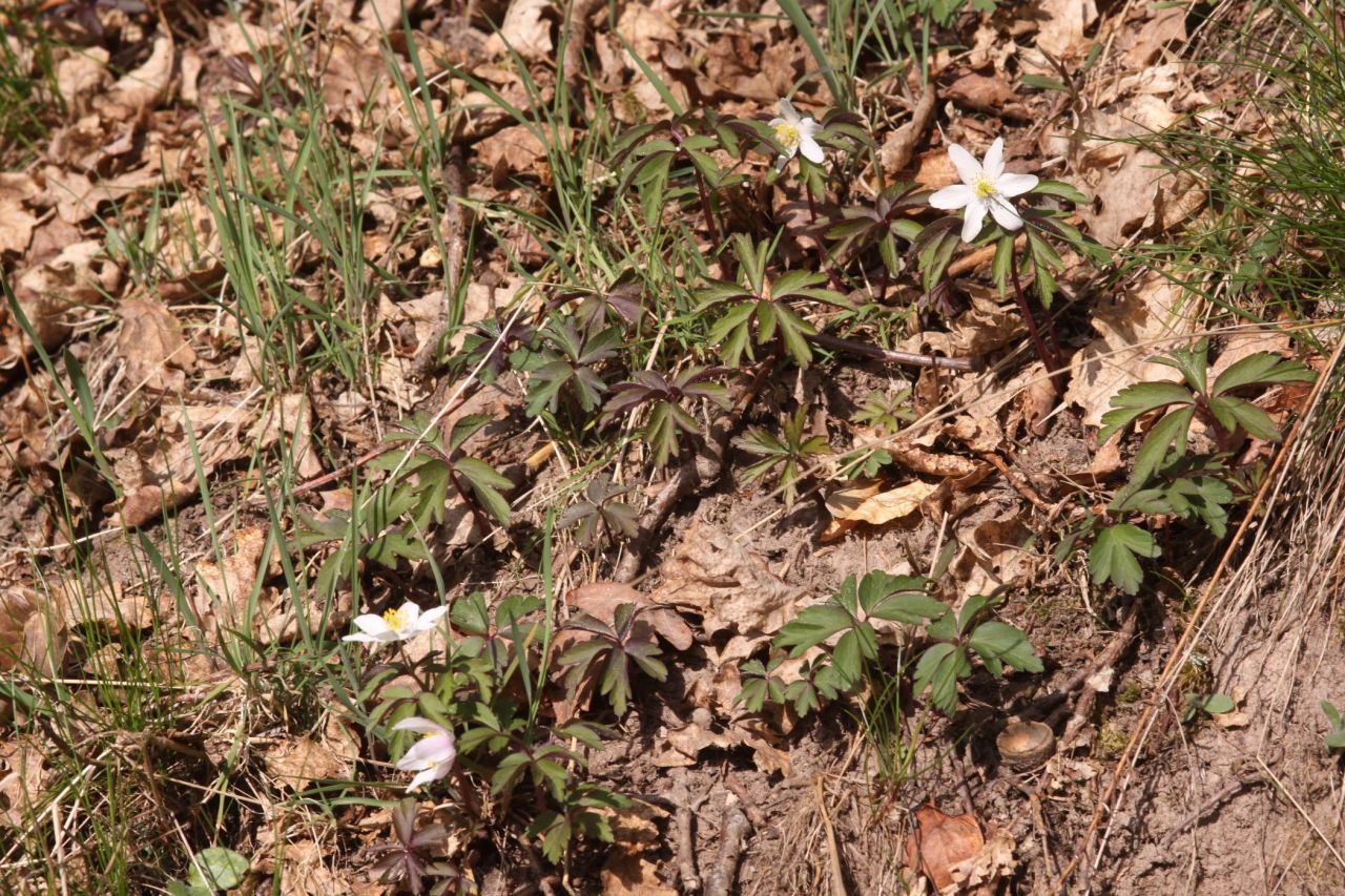 9d6227452c3dbef2e42967a4.jpg - Anemone nemorosa (Völklingen (Deutschland), Warndtweiher, 29.03.2014, M.E.Strätling)