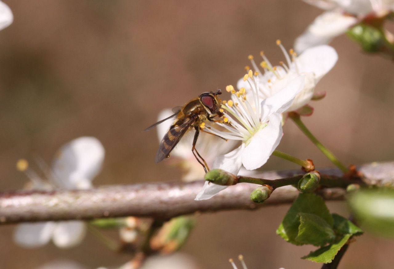 502f41f8f3198286556823df.jpg - Episyrphus balteatus (Völklingen (Deutschland), Warndtweiher, 29.03.2014, M.E.Strätling)