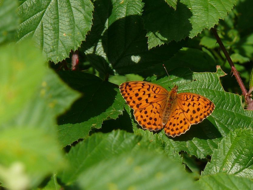 014b2c3ae1d6713047d4667e.jpg - Der Brombeer-Perlmuttfalter wurde im Sommer 2004 zum ersten Mal im Saarland beobachtet.