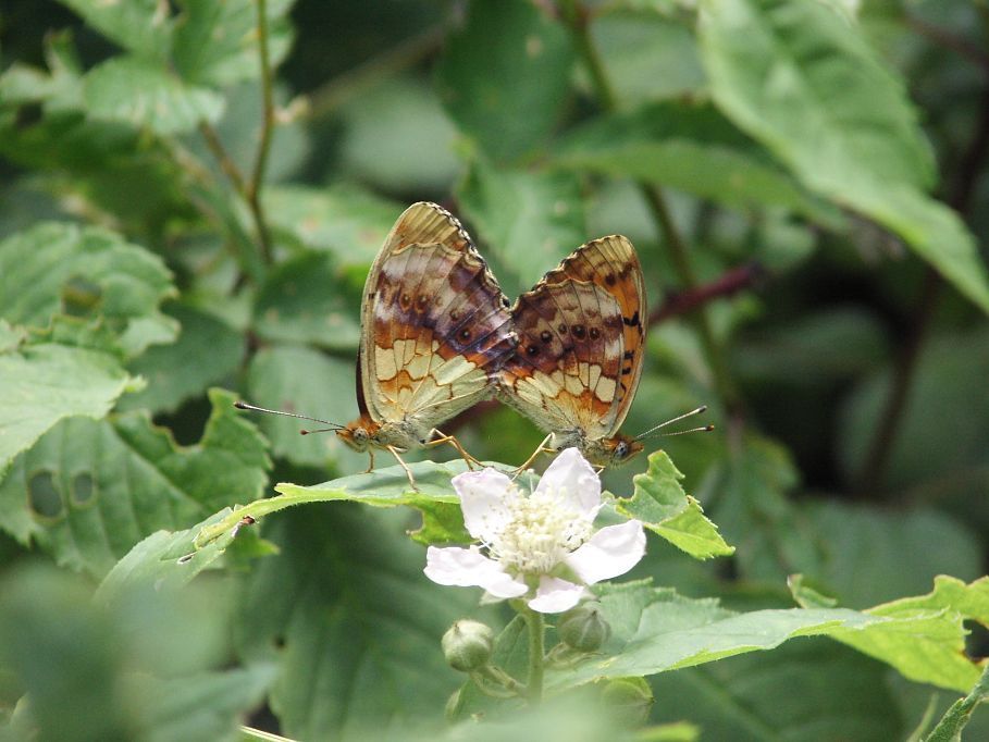 47773b6393252a24c1be3e86.jpg - Die schöne Unterseite des Brombeer-Perlmuttfalters ist violett übergossen.