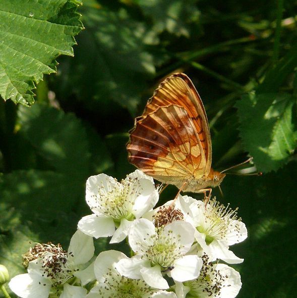 3f3470b1e5dbe0df377129b9.jpg - Die schöne Unterseite des Brombeer-Perlmuttfalters ist violett übergossen.