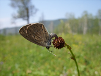 teleius in N Mongolia.png