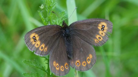 erebia_medusa_3_jagstberg_25.05.2015.JPG