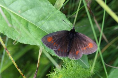 Erebia manto vogesiaca