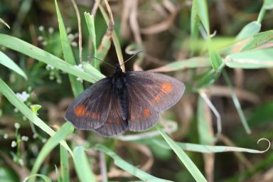 Erebia manto vogesiaca