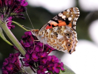 Distelfalterjahr 2009