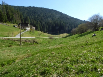 Trauermantel im Schwarzwald 10.04.2017