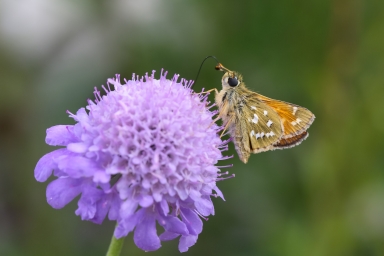 Hesperia comma in Emmersweiler 23.07.2017