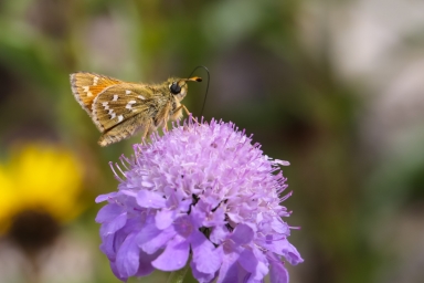 Hesperia comma in Emmersweiler 23.07.2017