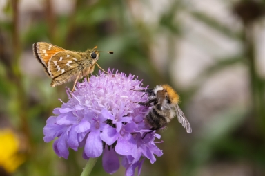 Hesperia comma in Emmersweiler 23.07.2017