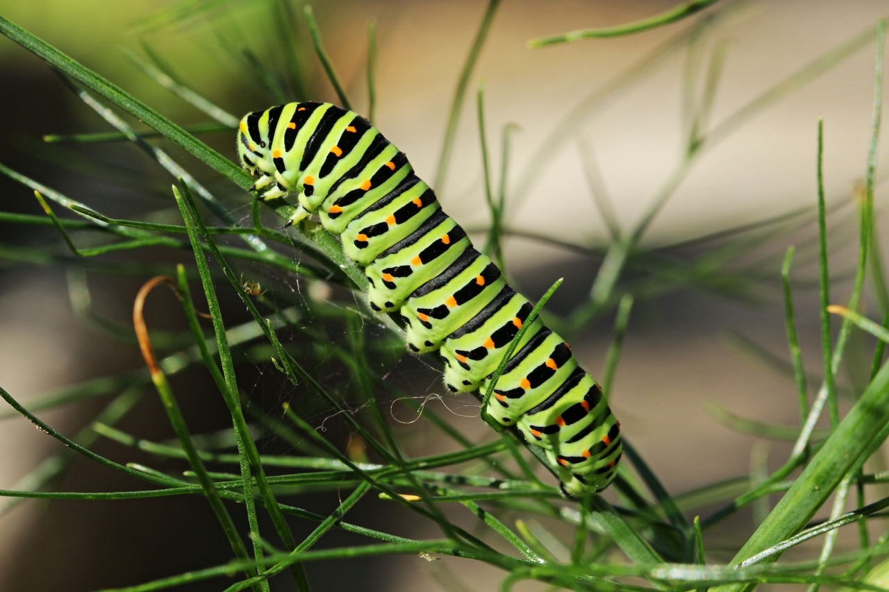 Papilio machaon L5