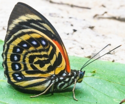 Prepona amydon ferdinandi (Fruhstorfer, 1895)