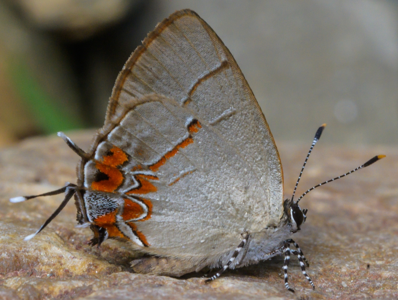 Calycopis orcilla (Hewitson, 1874)Fragezeichen