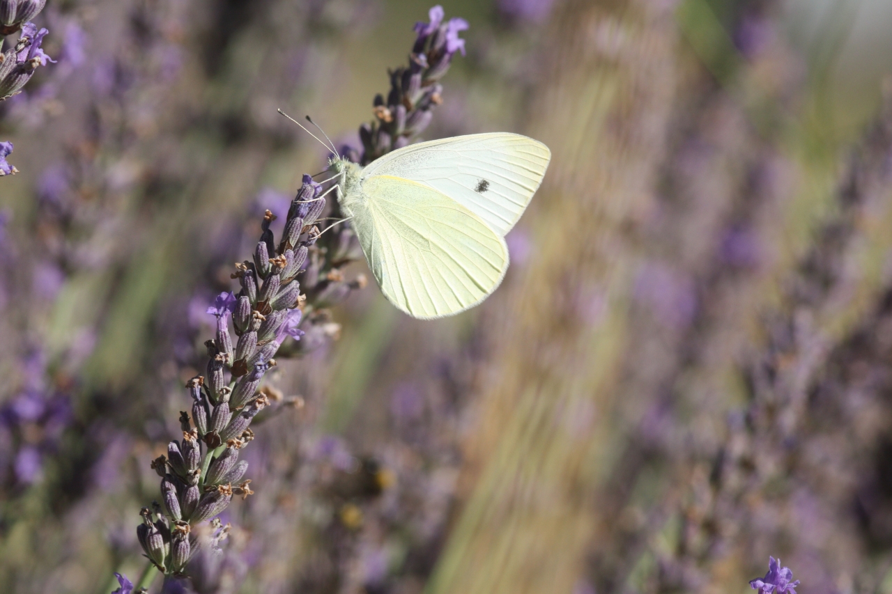 Garten Juli 2020 30.07.2020 - Pieris rapae