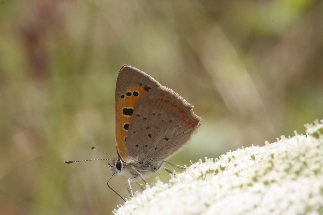 Garten Juli 2020 30.07.2020 - Lycaena phlaeas