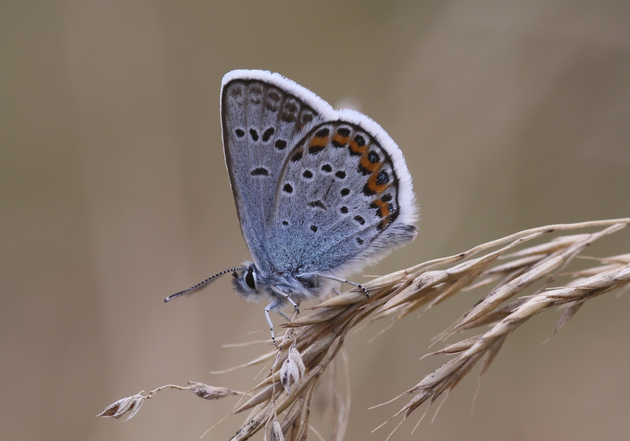 Garten Juli 2020 30.07.2020 - Plebejus argus