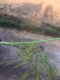meine-1. Schwalbenschwanzraupe-14.8.2020.jpg